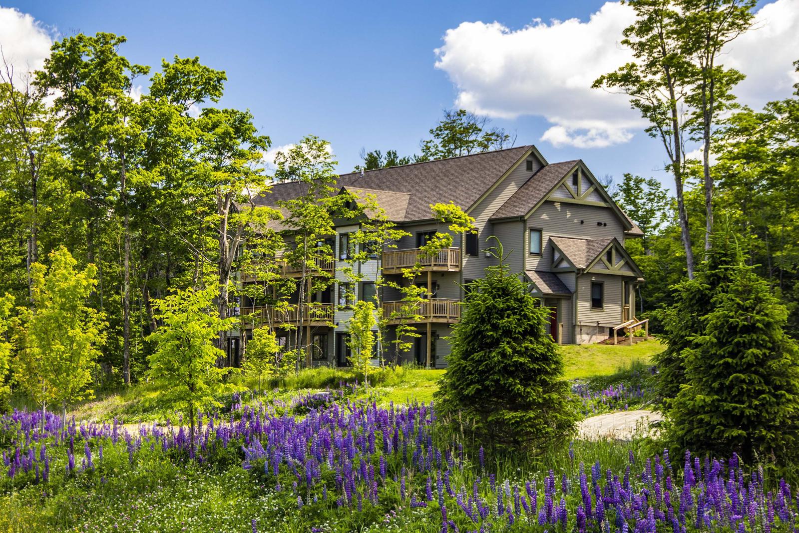 Timberline Summer