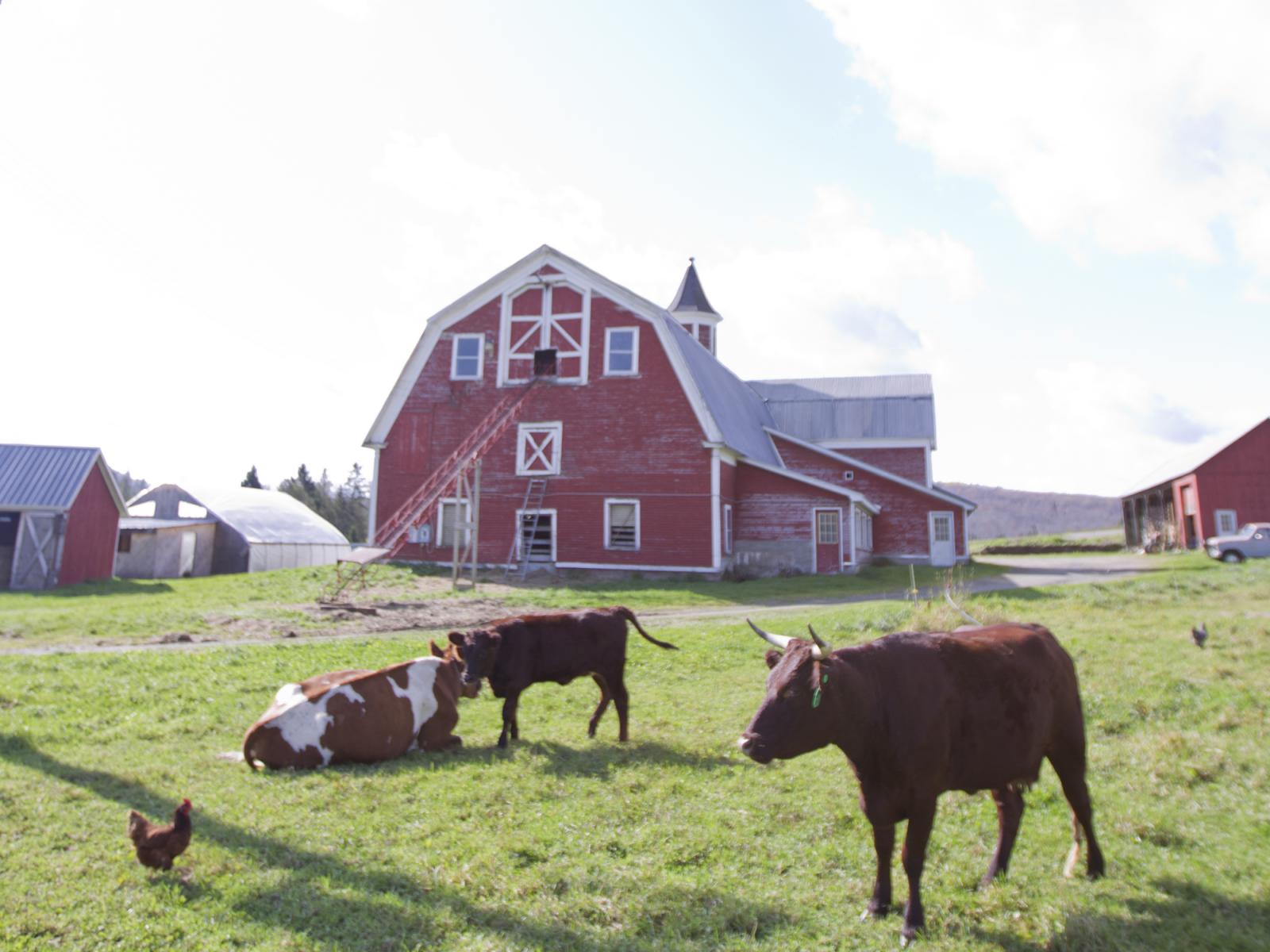 Community_RedFarmCows