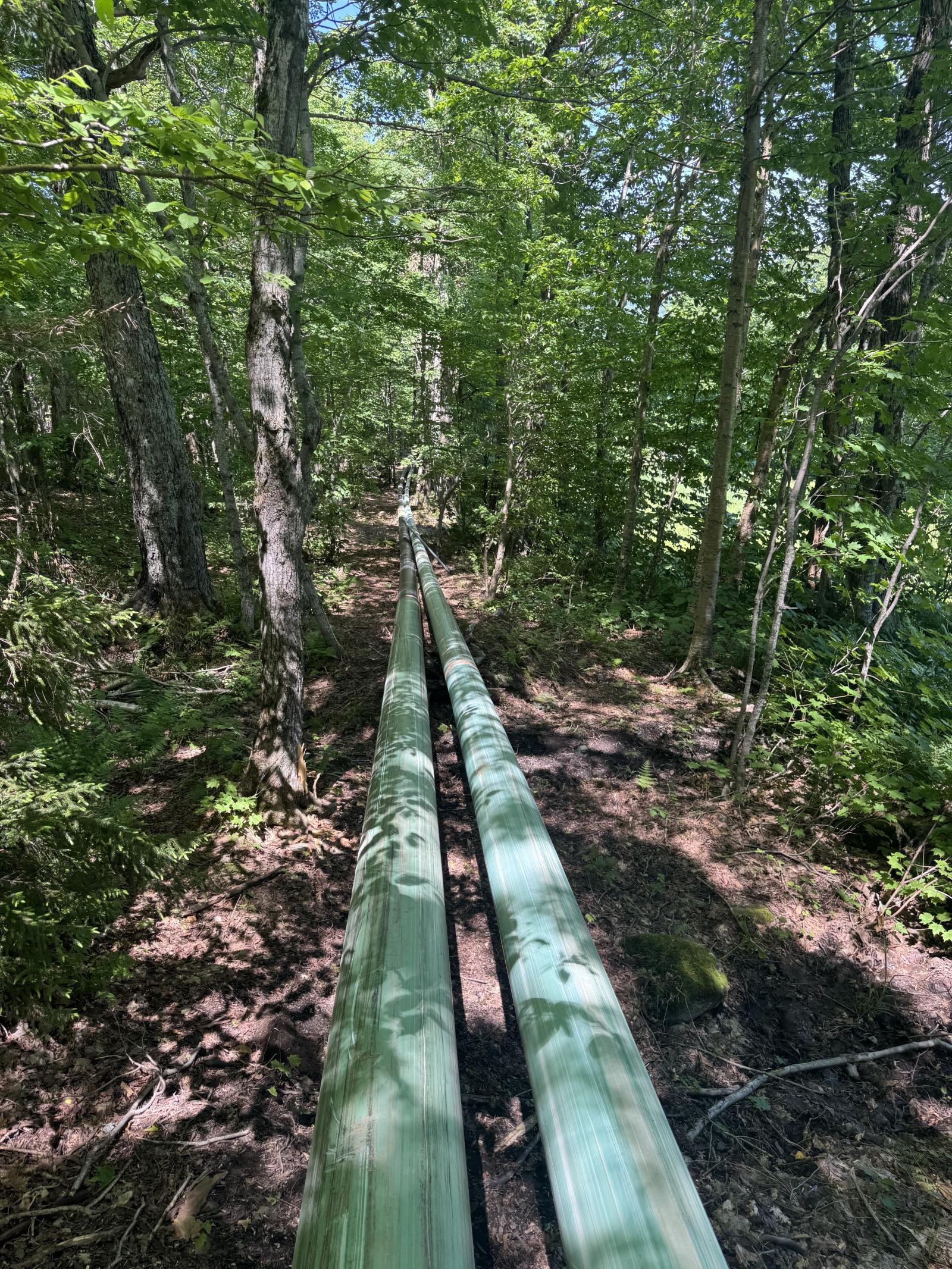 Two long wooden planks on a forest path, surrounded by trees.