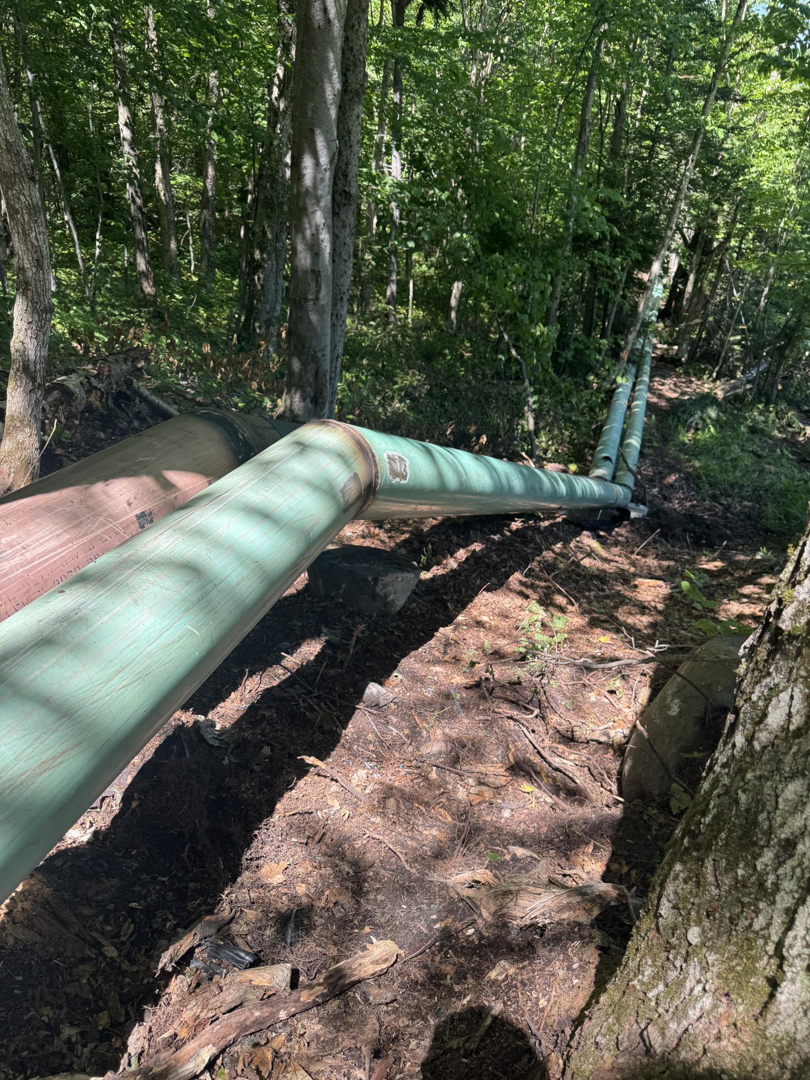 Large pipeline running through a forest with sunlight filtering through trees.