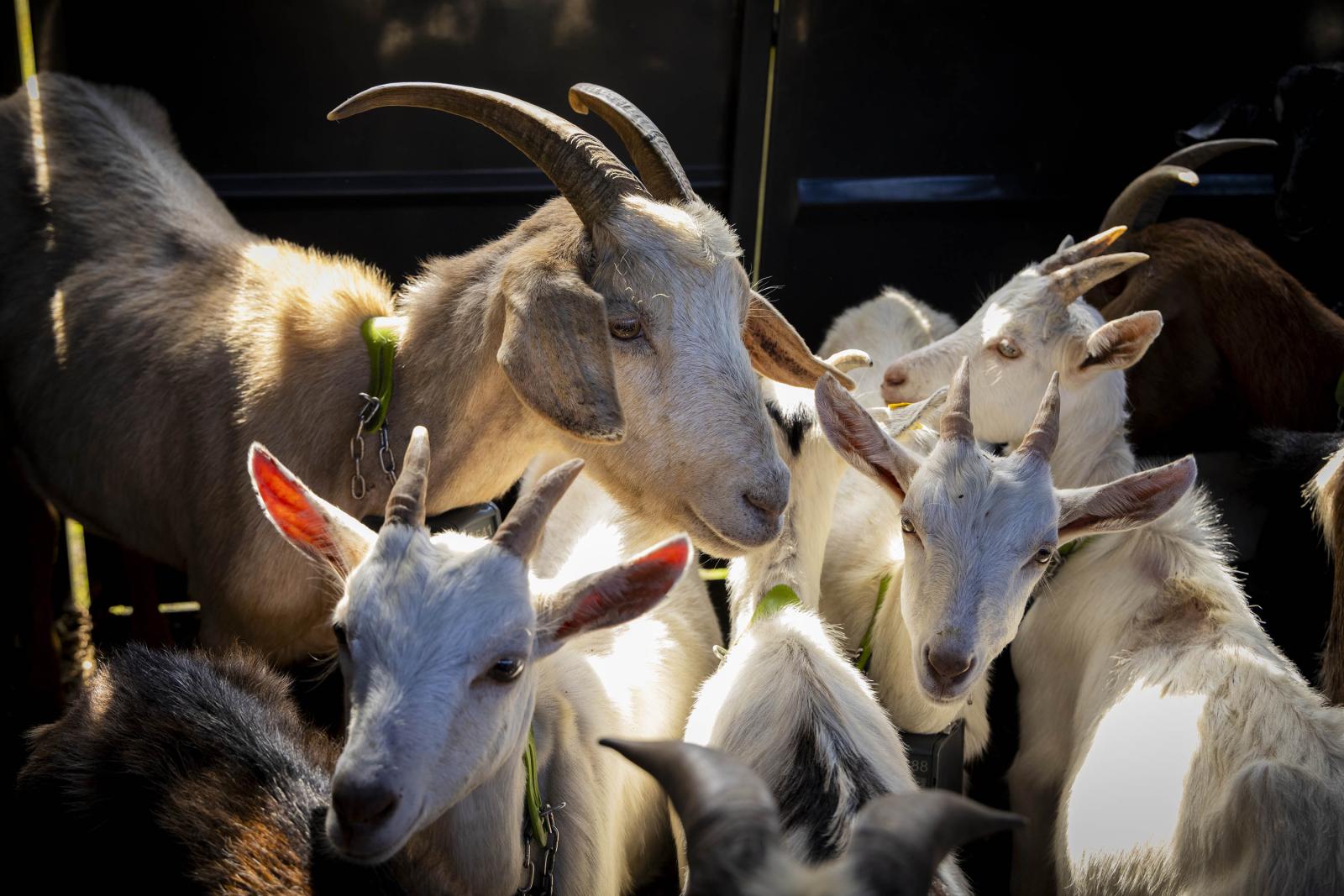 Goats huddled closely together in dim light.