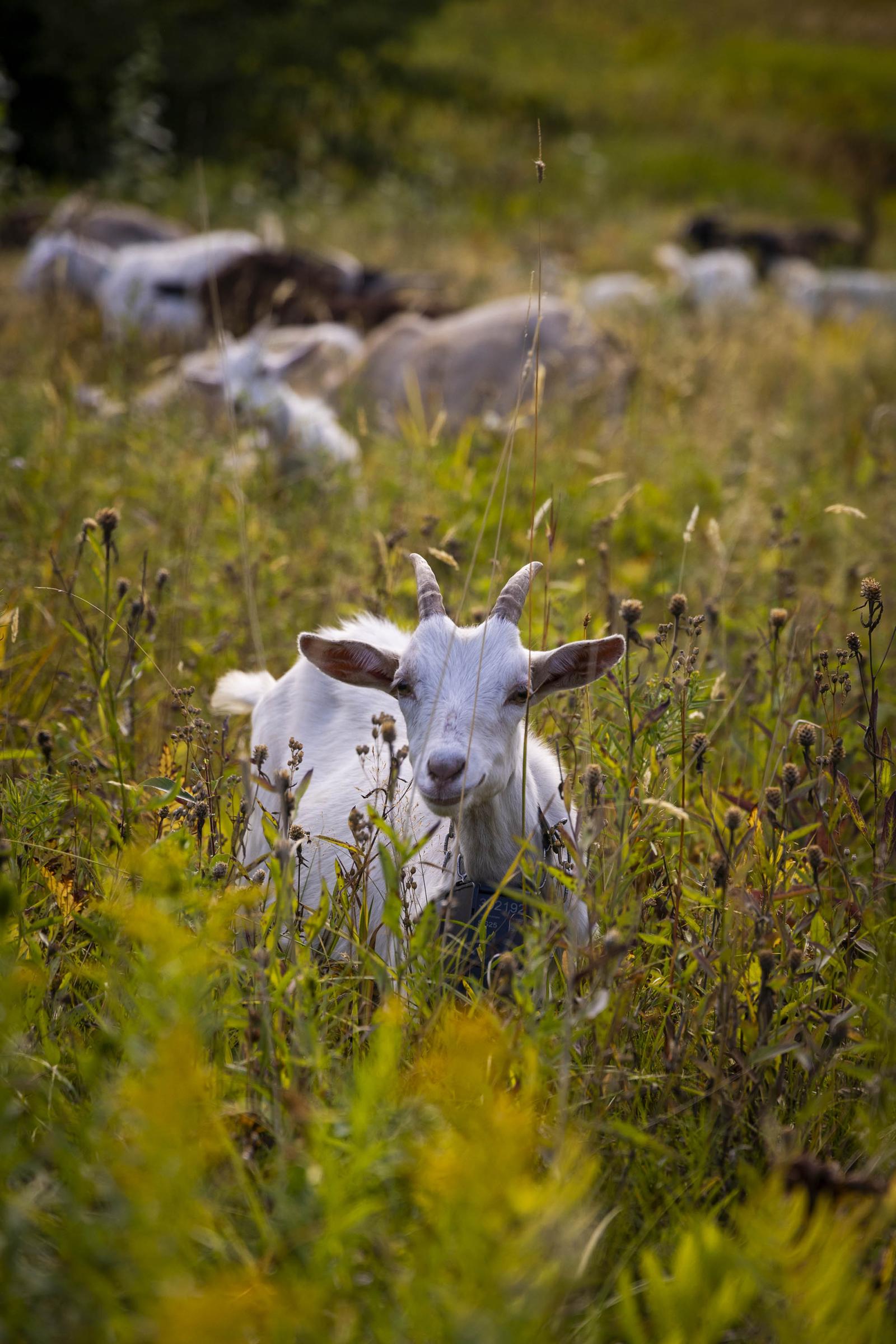 A white goat among tall grass with more goats in the background.