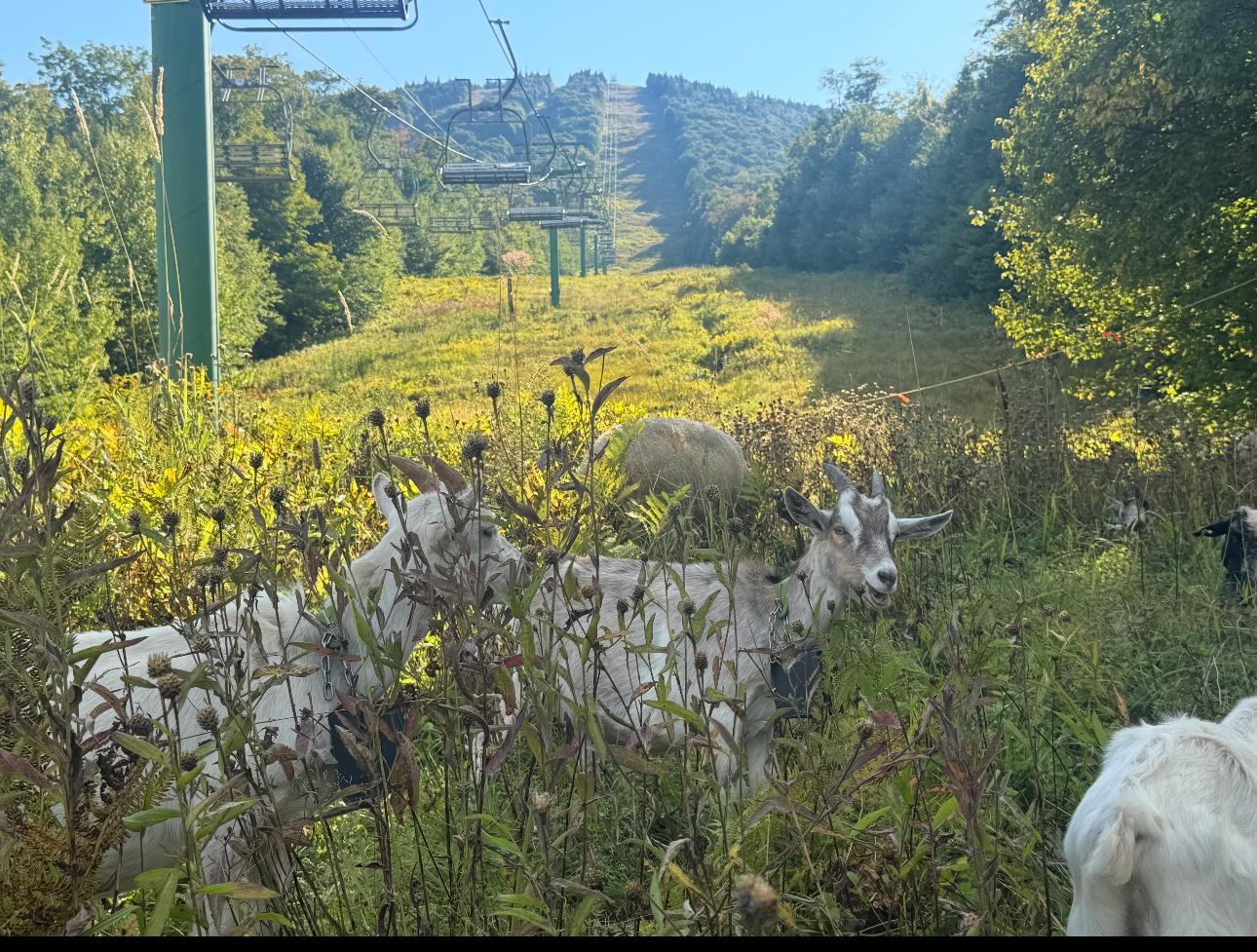 Goats grazing on a green hillside under a clear blue sky, with a ski lift in the background.