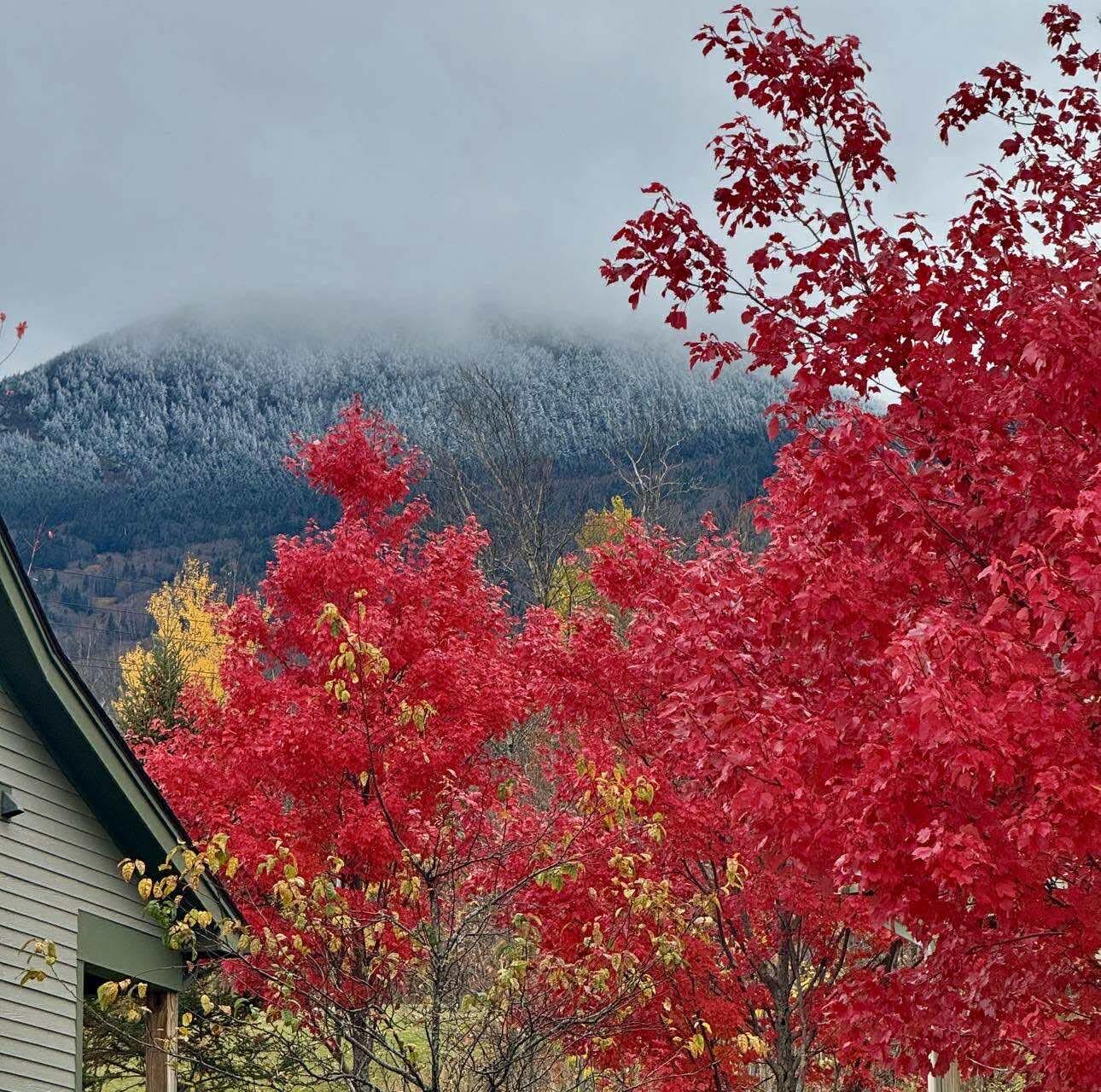 Autumn’s last stand under a winter crown.