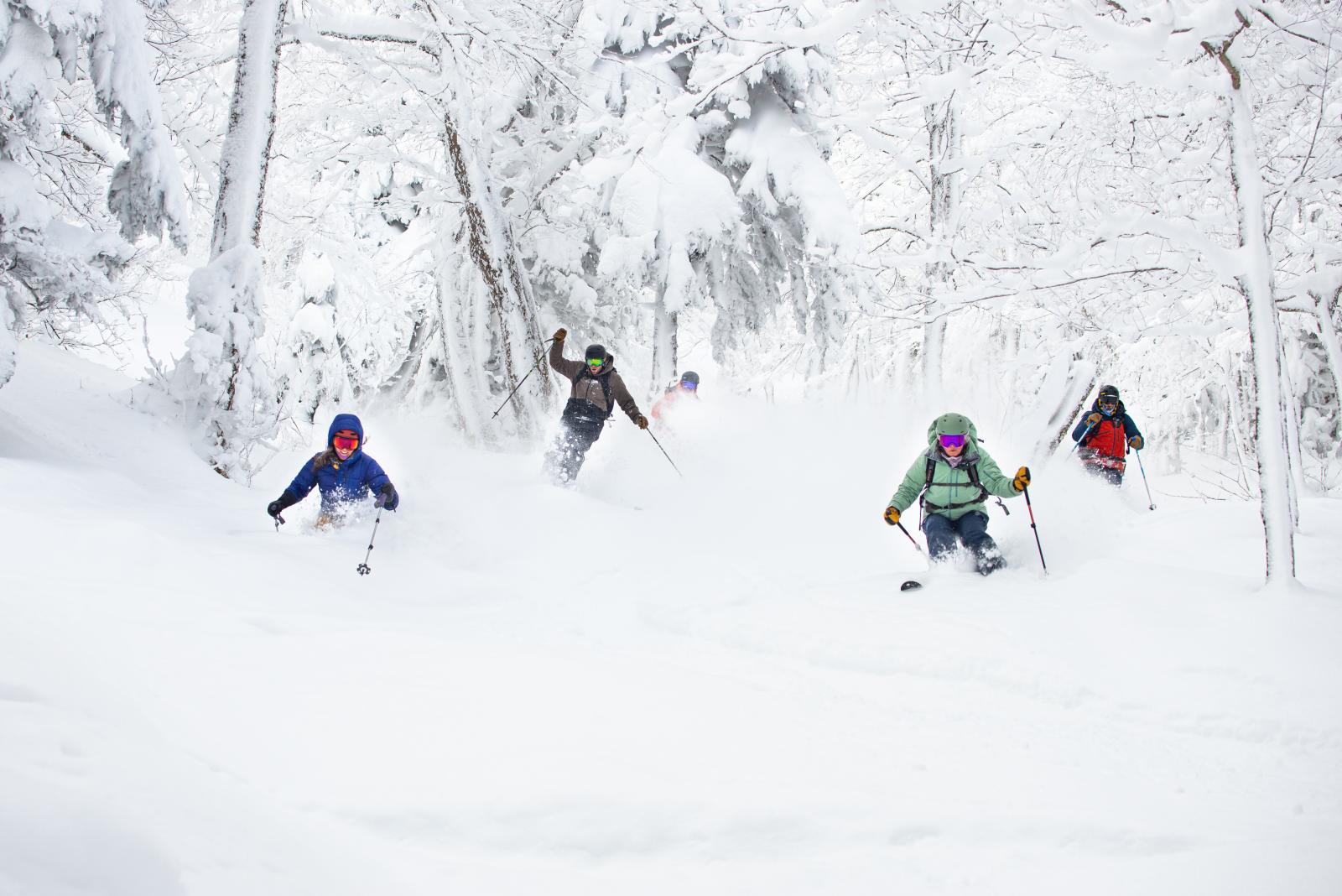 Four skiers glide through snowy forest, trees covered in fresh snow.
