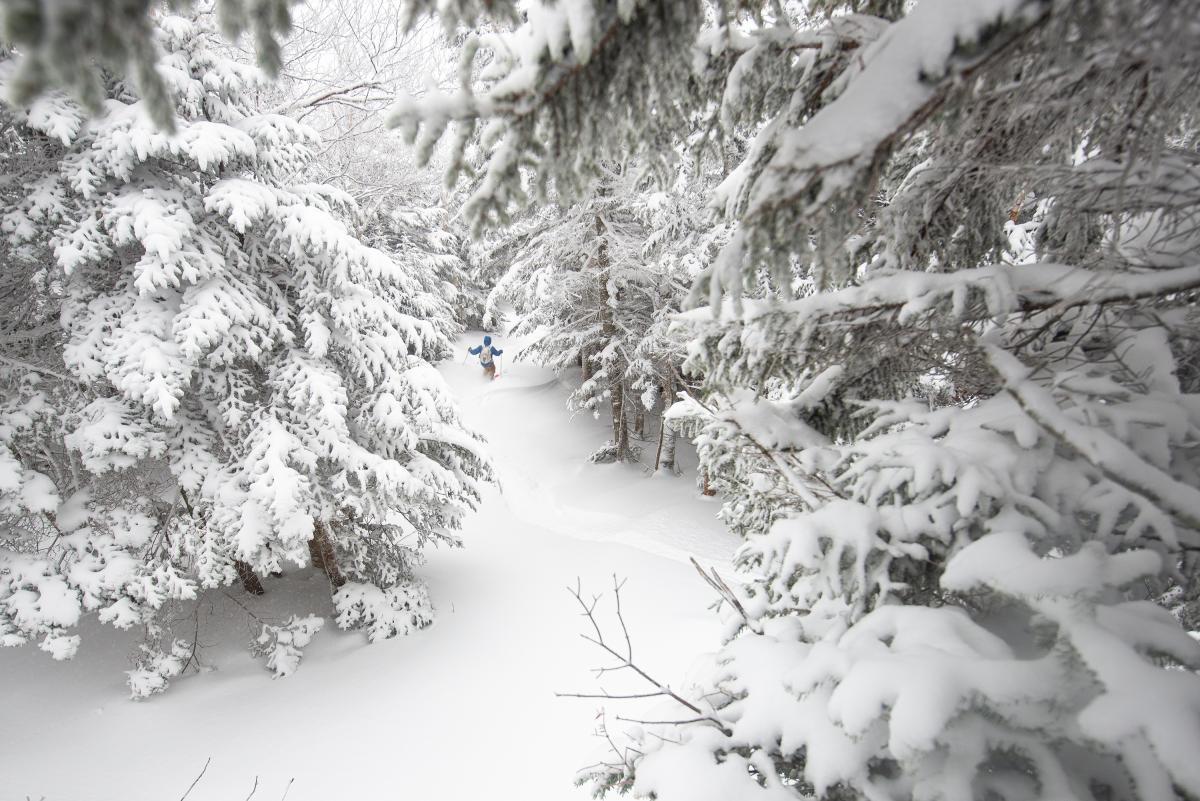 Snow-covered forest with a narrow trail through the trees.