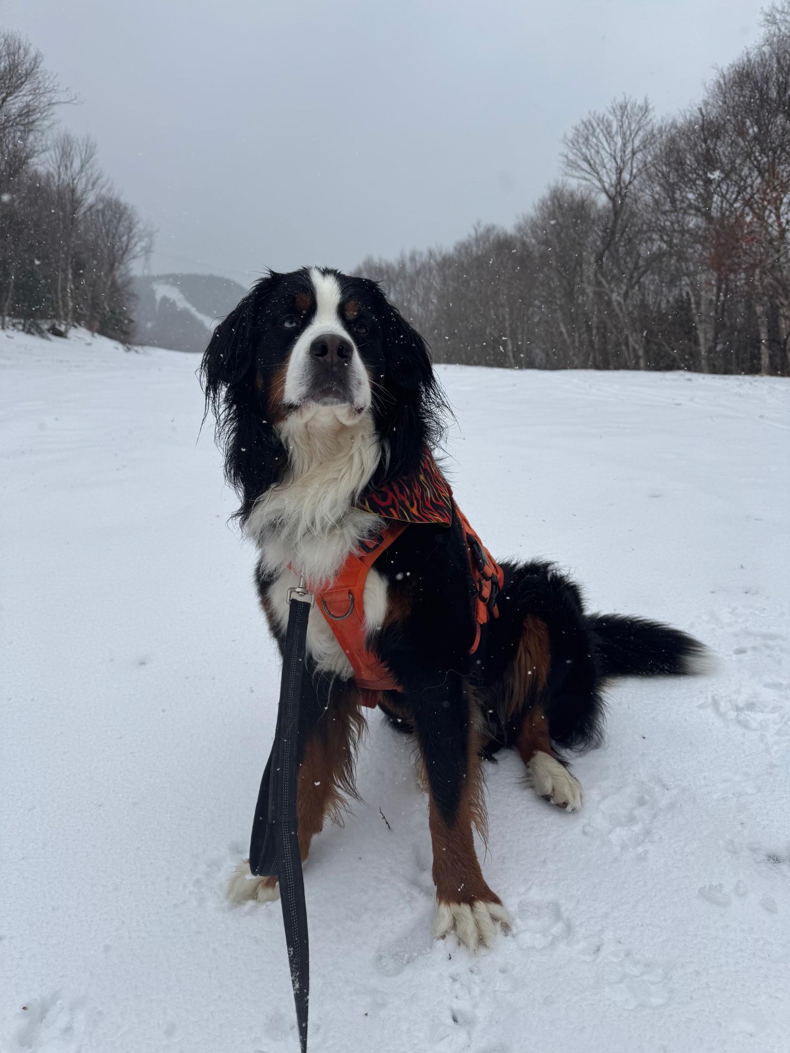 Cooper enjoying the snowmaking hum on the Goat.