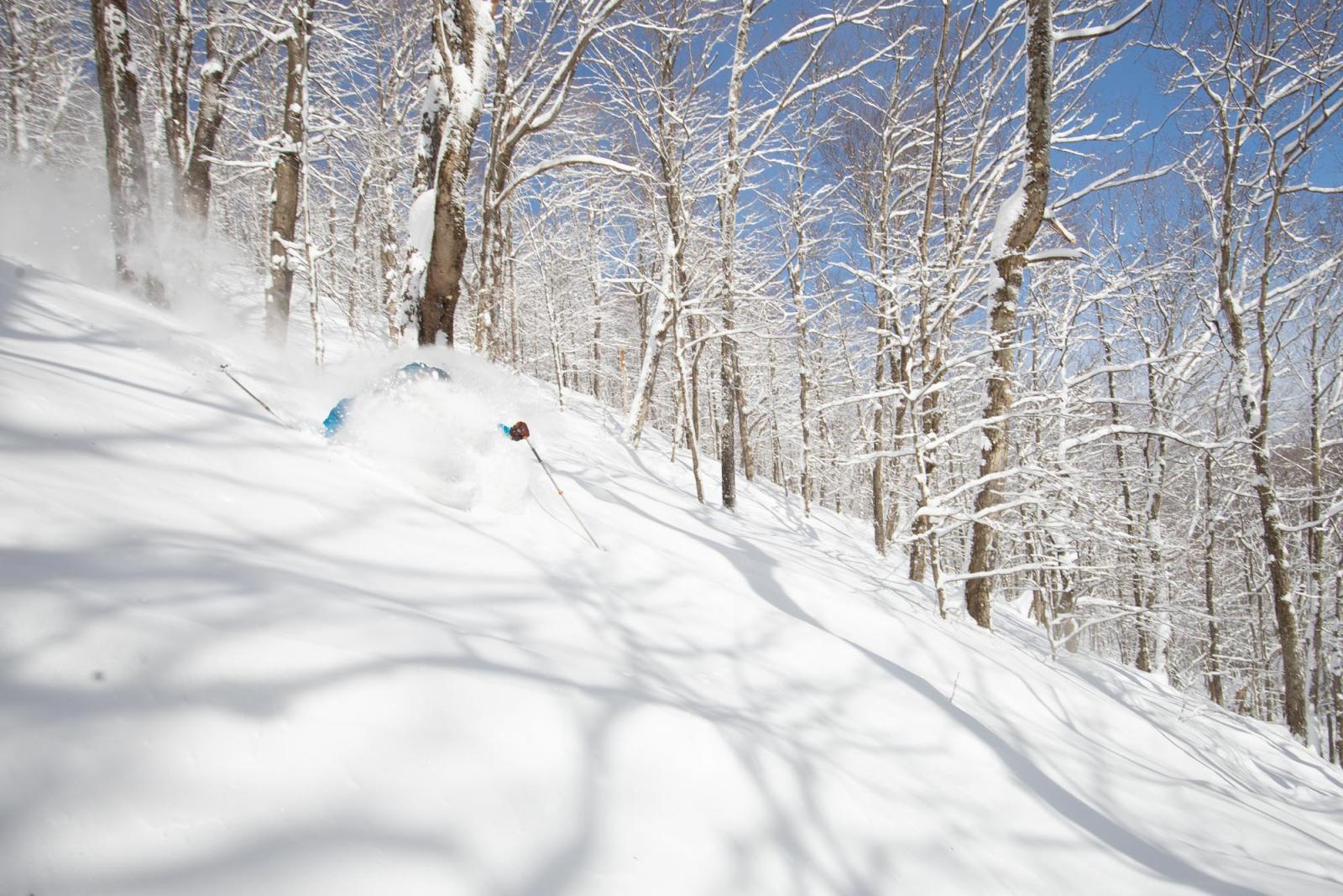 Skier gliding through snowy forest on a sunny day.