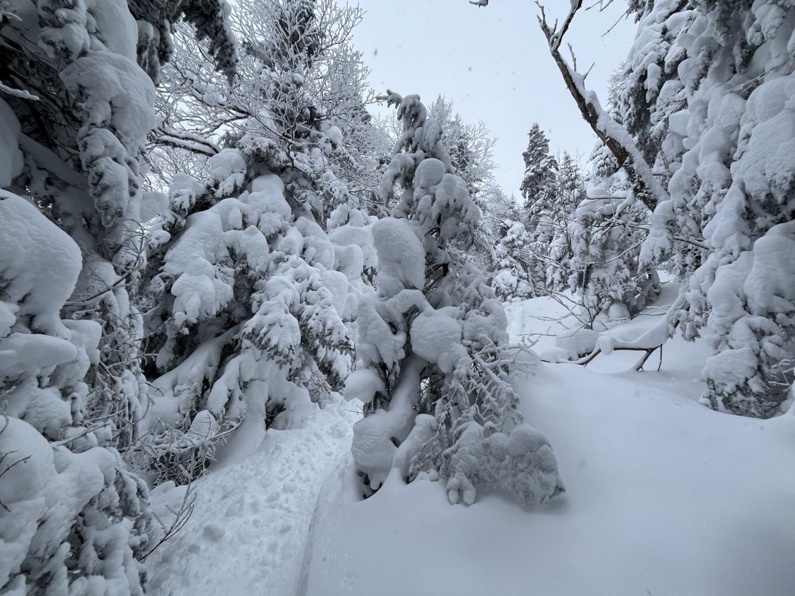 Burrowed and Burried.