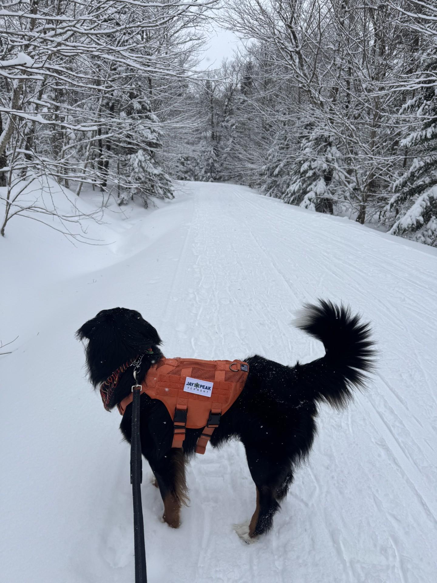 Busy weekend, Quiet Snowshoe.