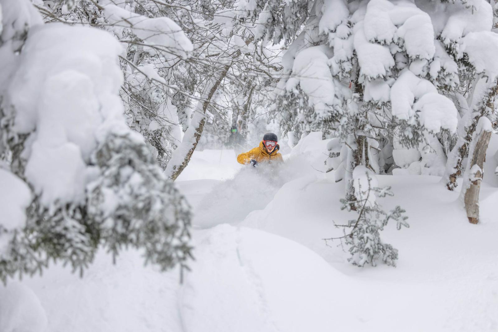 Cheese in the Trees.