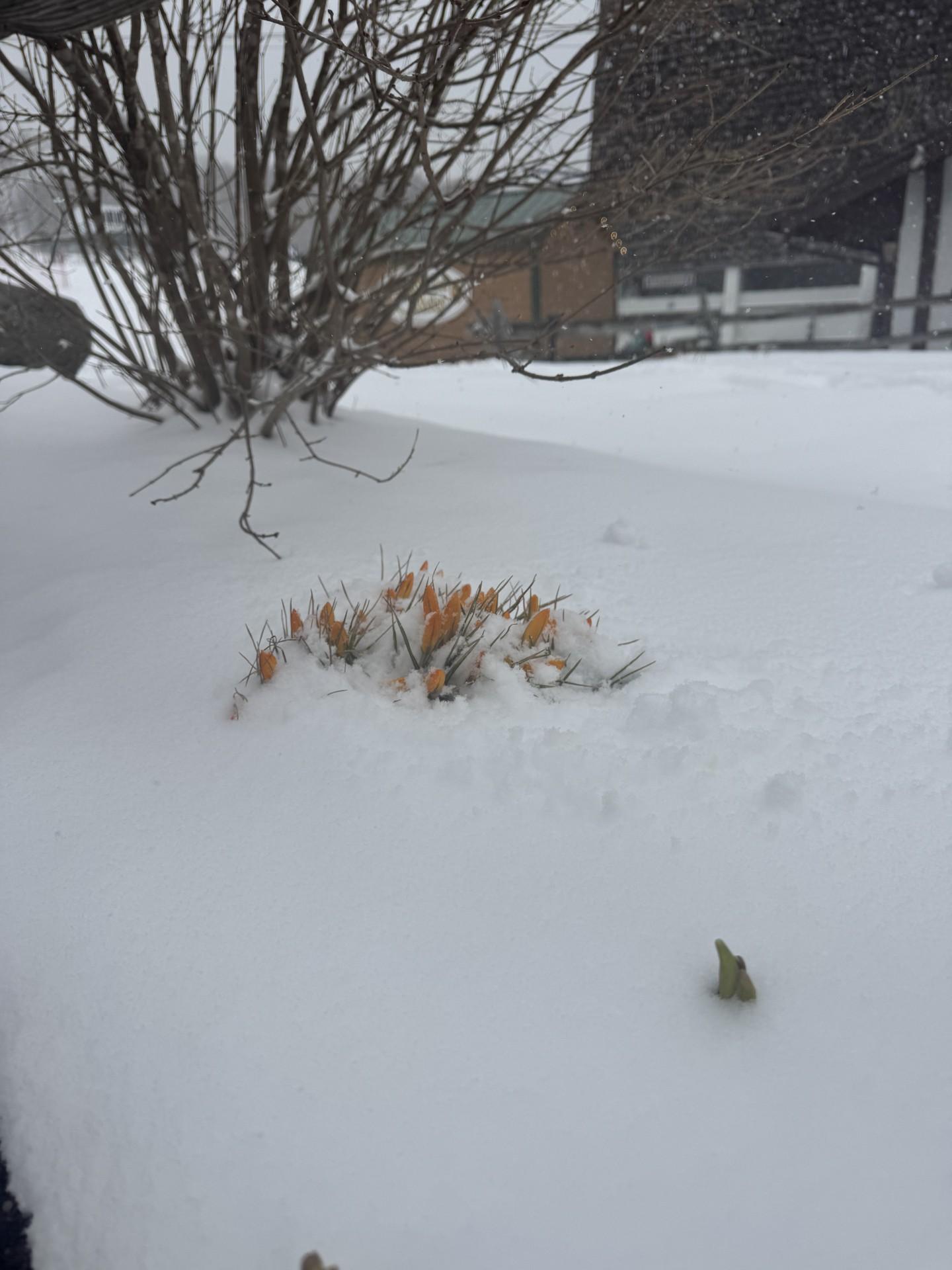 Spring Took a Lap & Winter Took It Back.