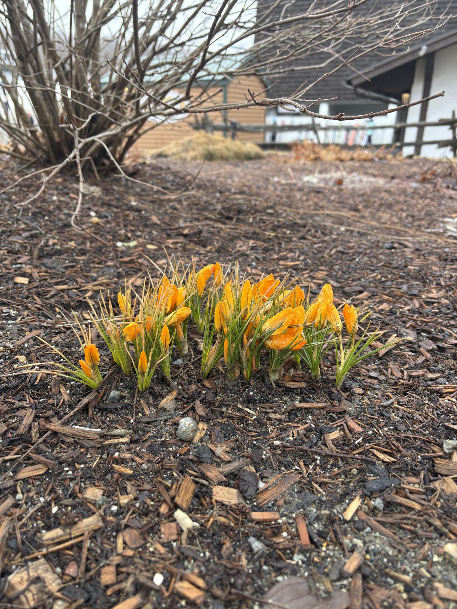 Foolproof Sign of Spring.