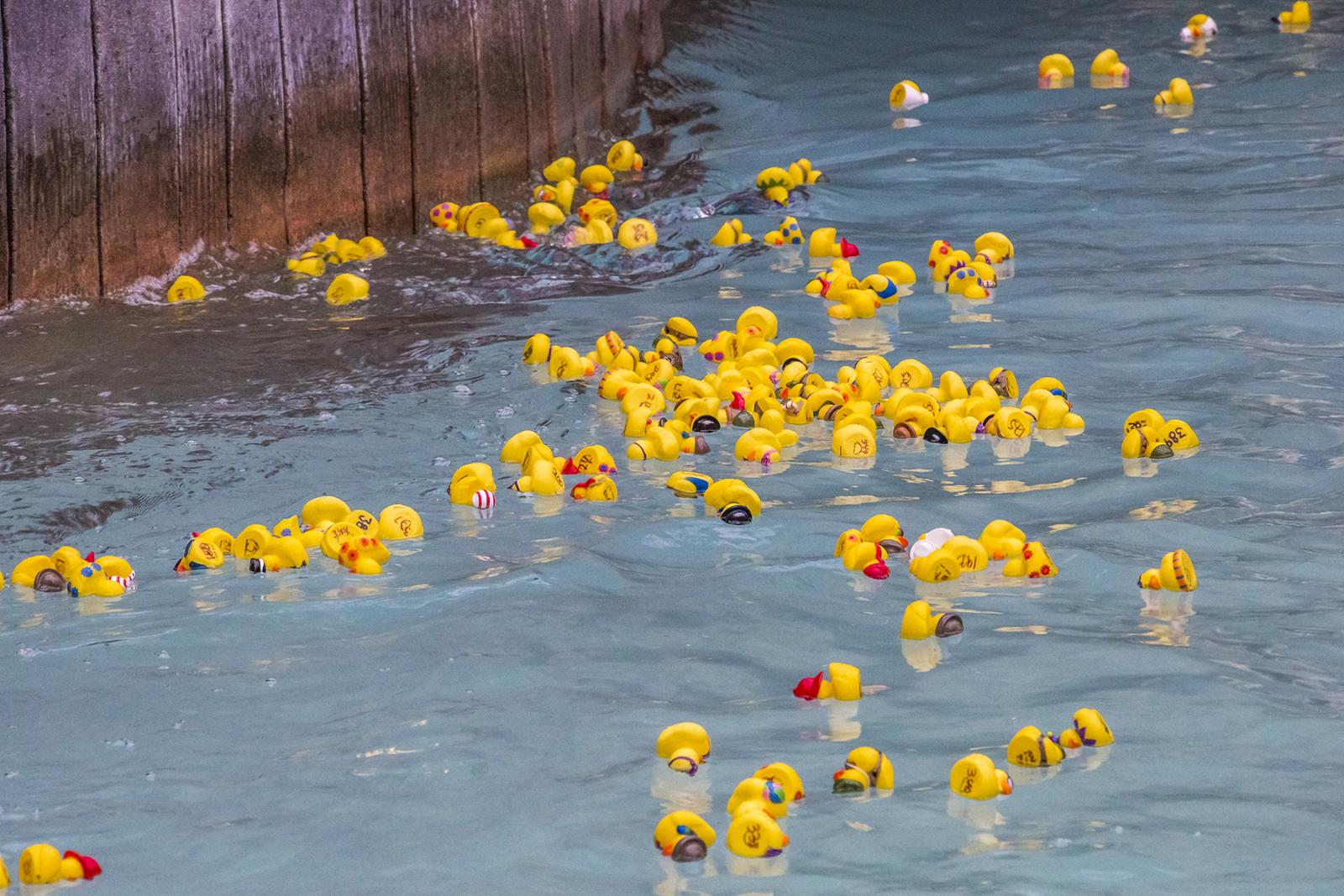 Yellow rubber ducks floating in a river.