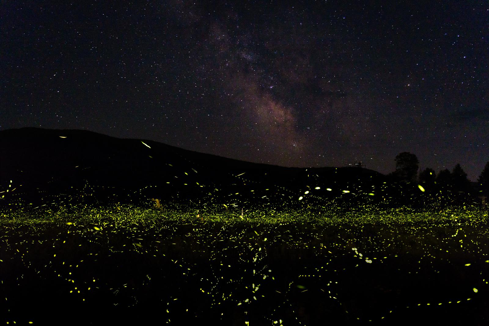 Nature's Night Lights.