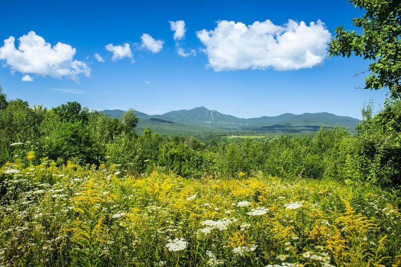 Sunny meadow with wildflowers, mountains, and blue sky.