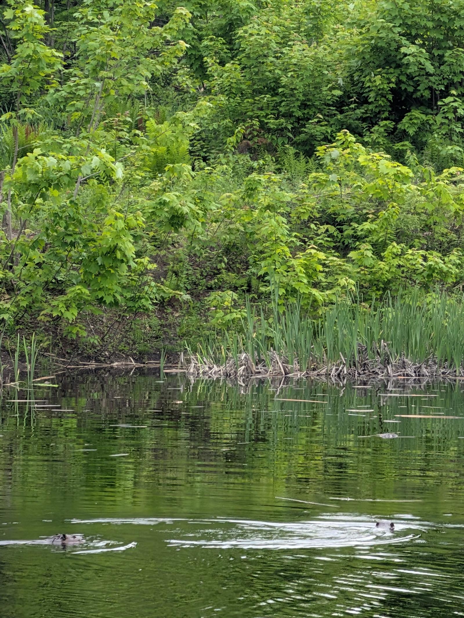 Beaver family on hole 17.