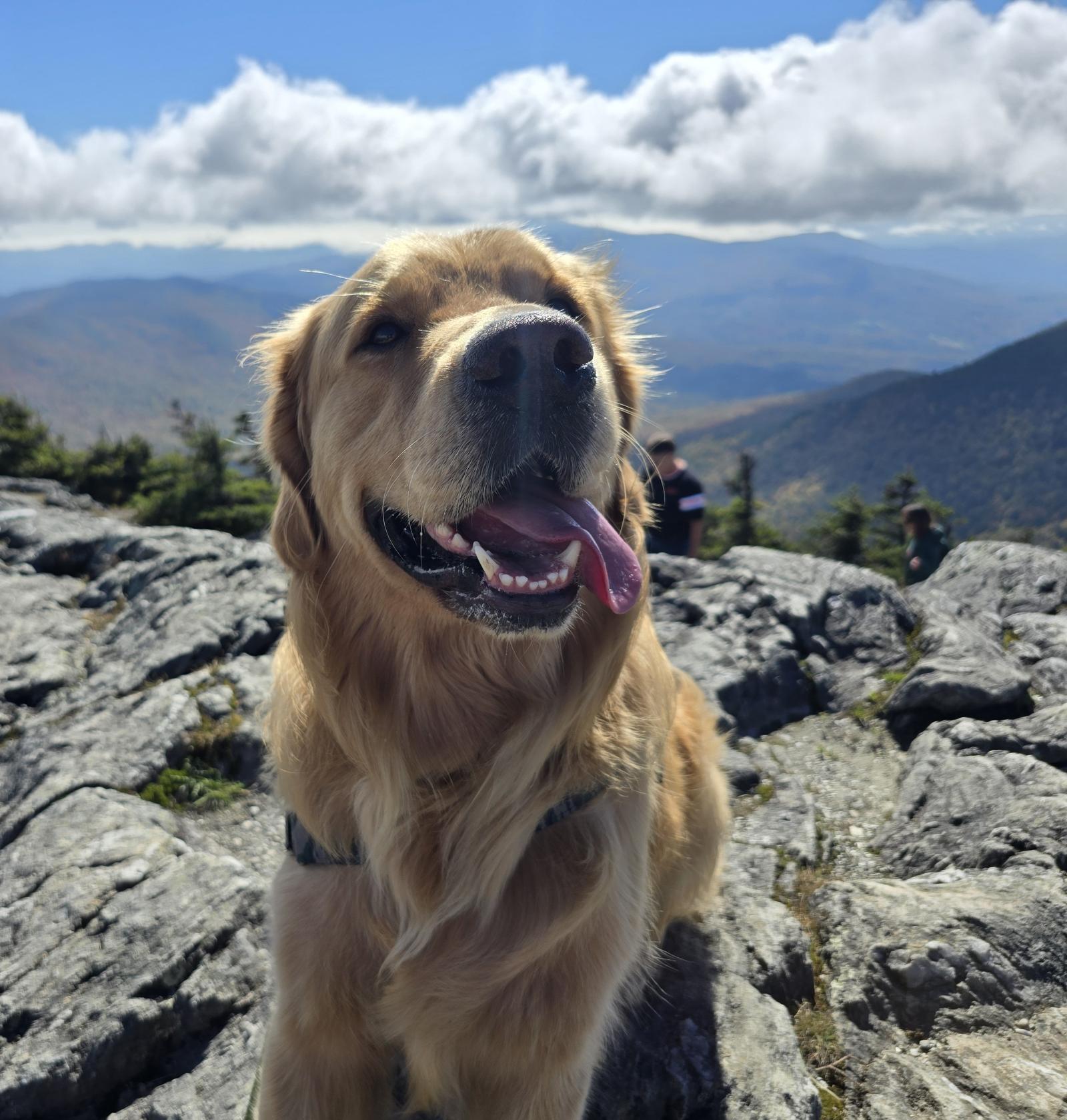 @vanlifewithnuniq Enjoying the Dog Days