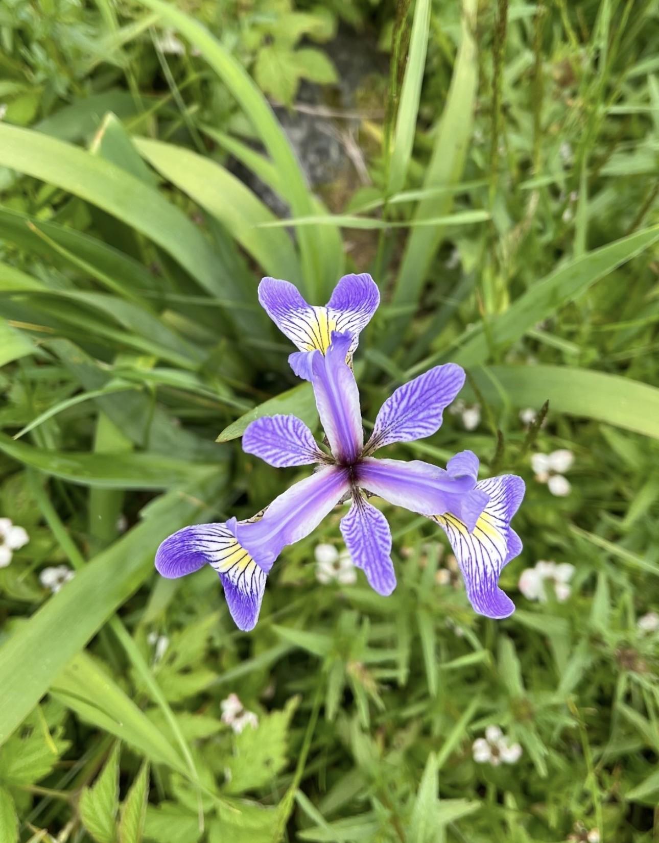 Northern Blue Flag Iris.