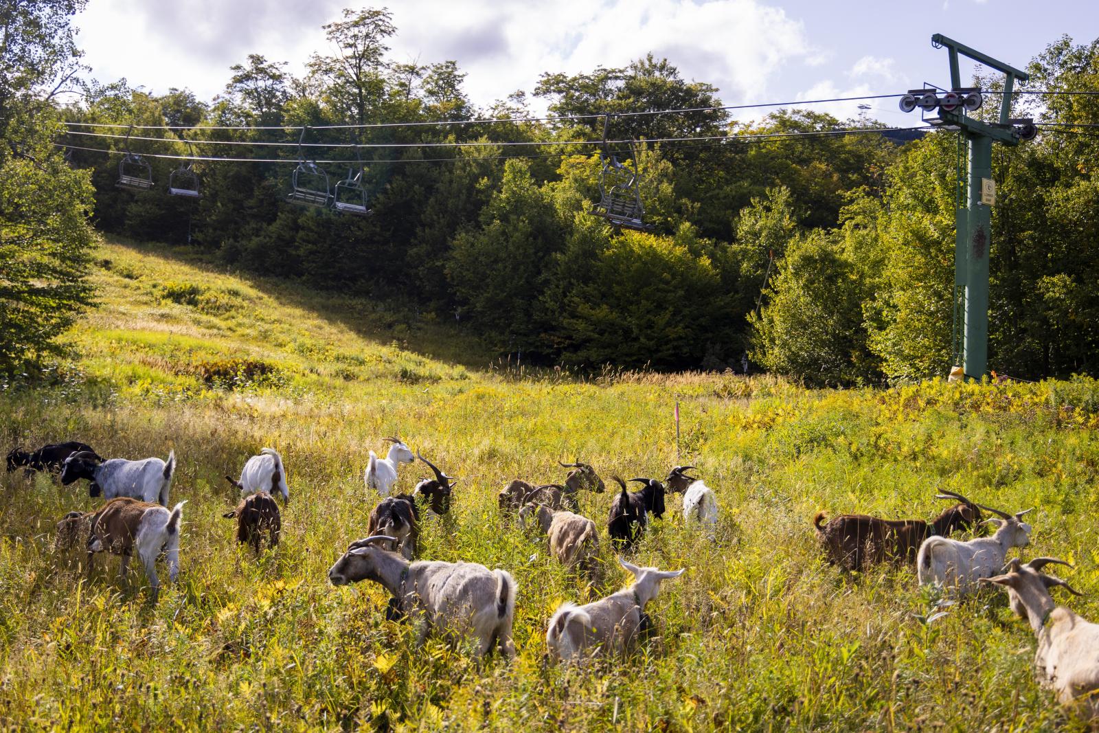 Goats grazing in a sunny field with a ski lift in the background.