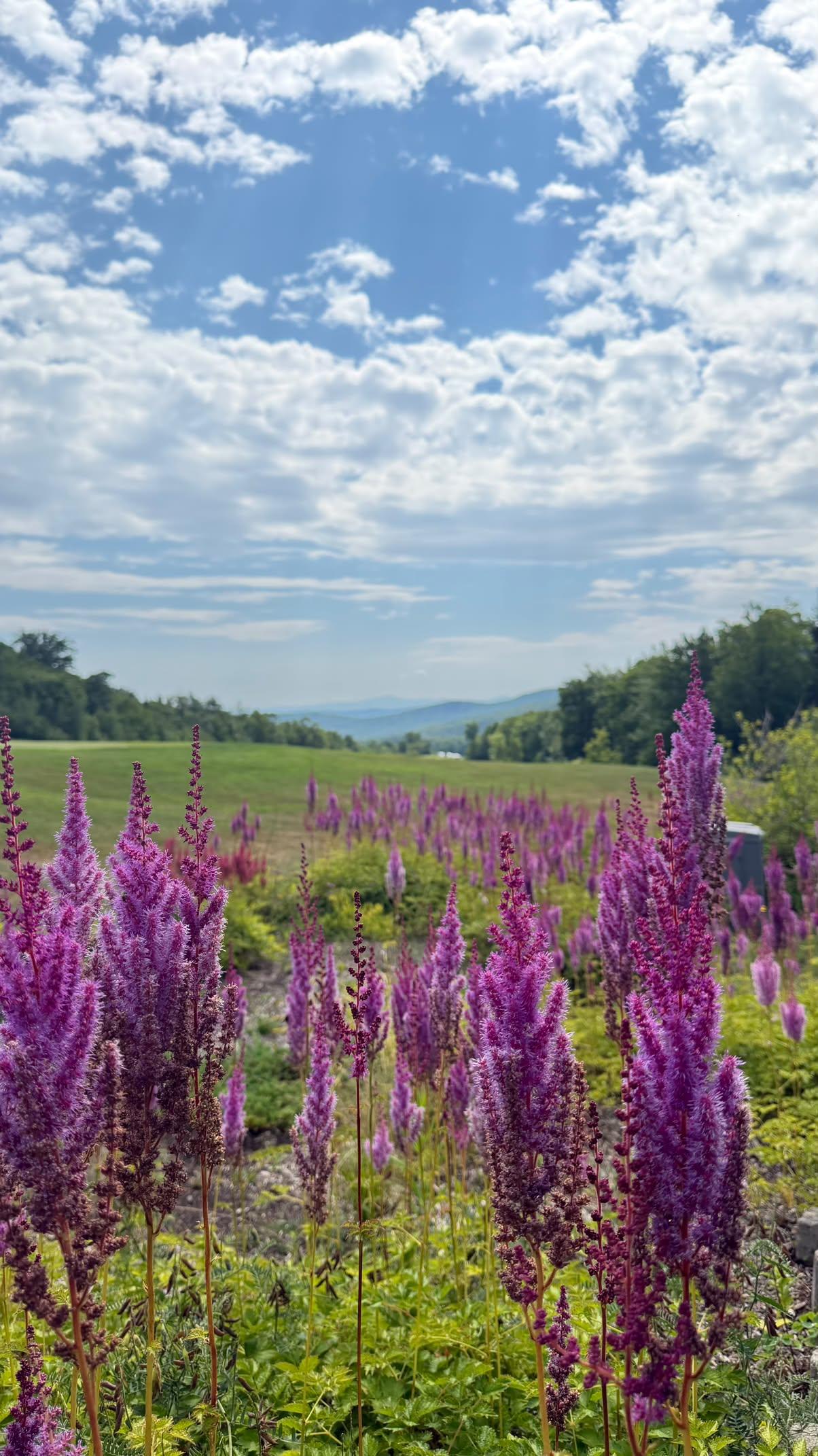 Summer showing off. Photo Credit: ola_anna25