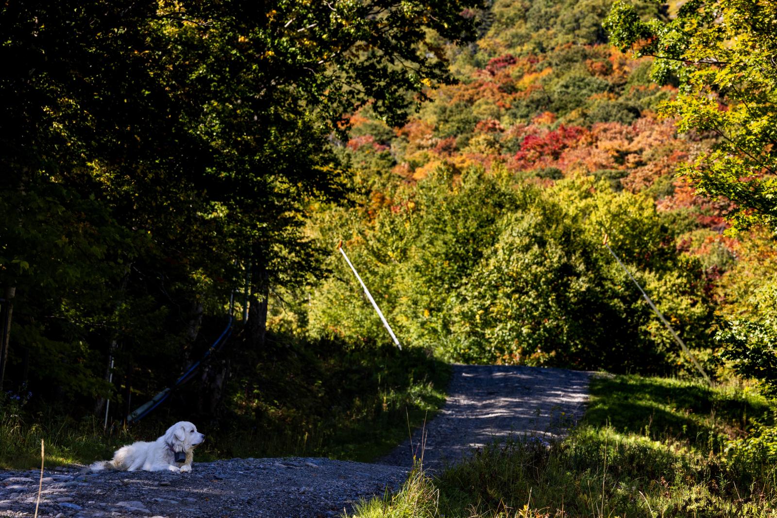 Guardian of the Foliage.