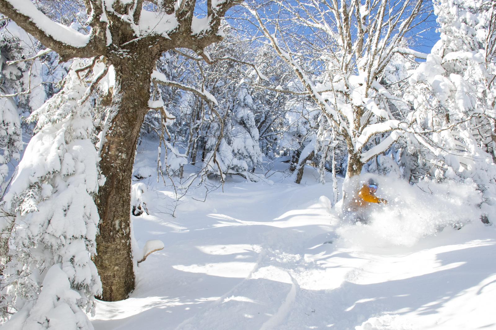Snow-covered forest with a small orange object near a tree.