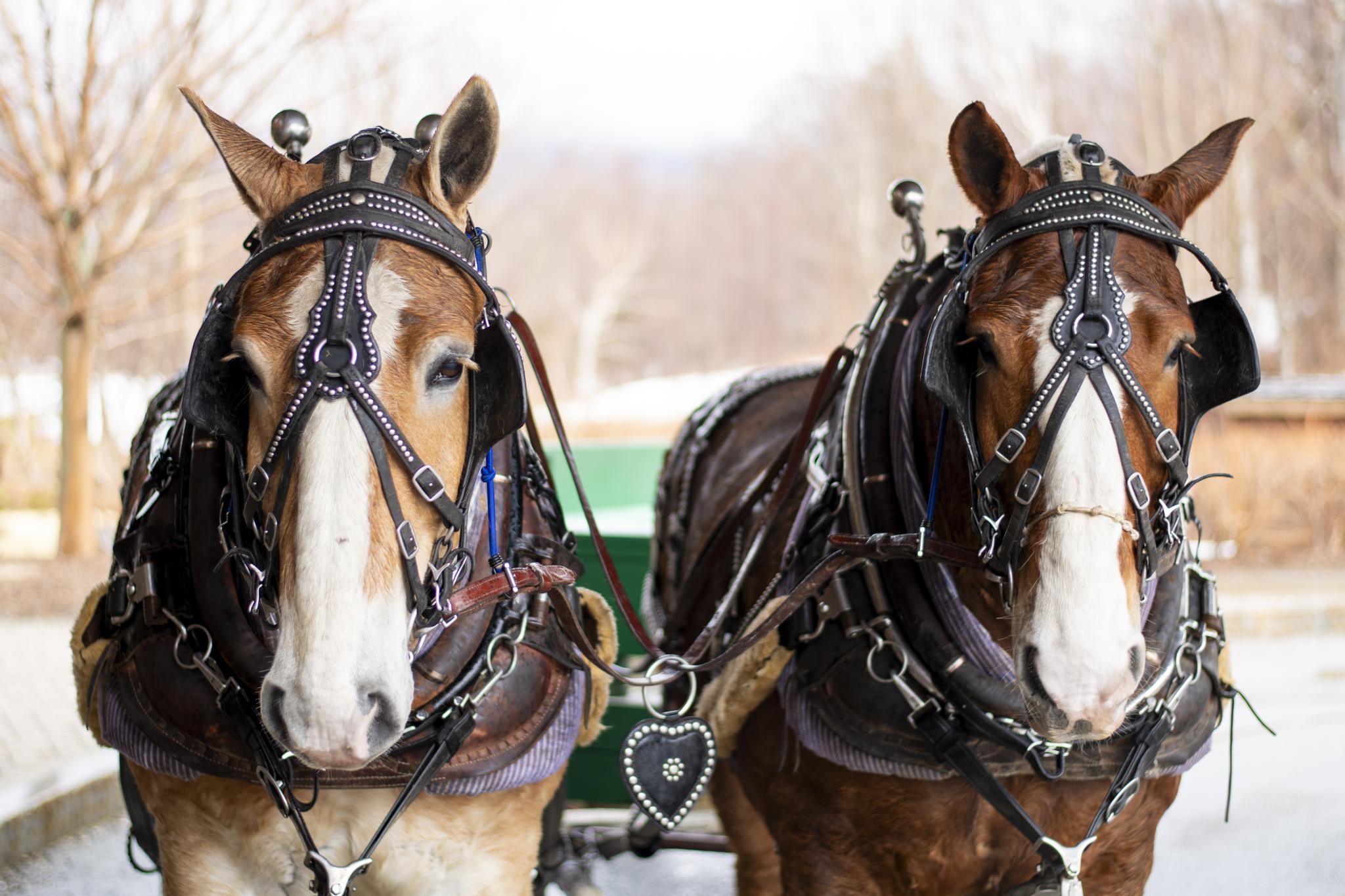 A Look Around Jay Peak Resort